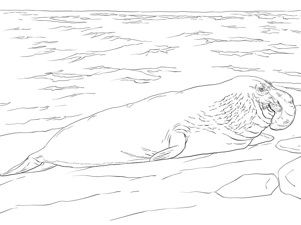 Elephant Seal