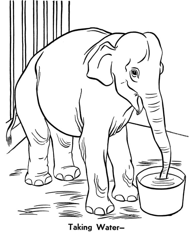 Elephant in a Zoo