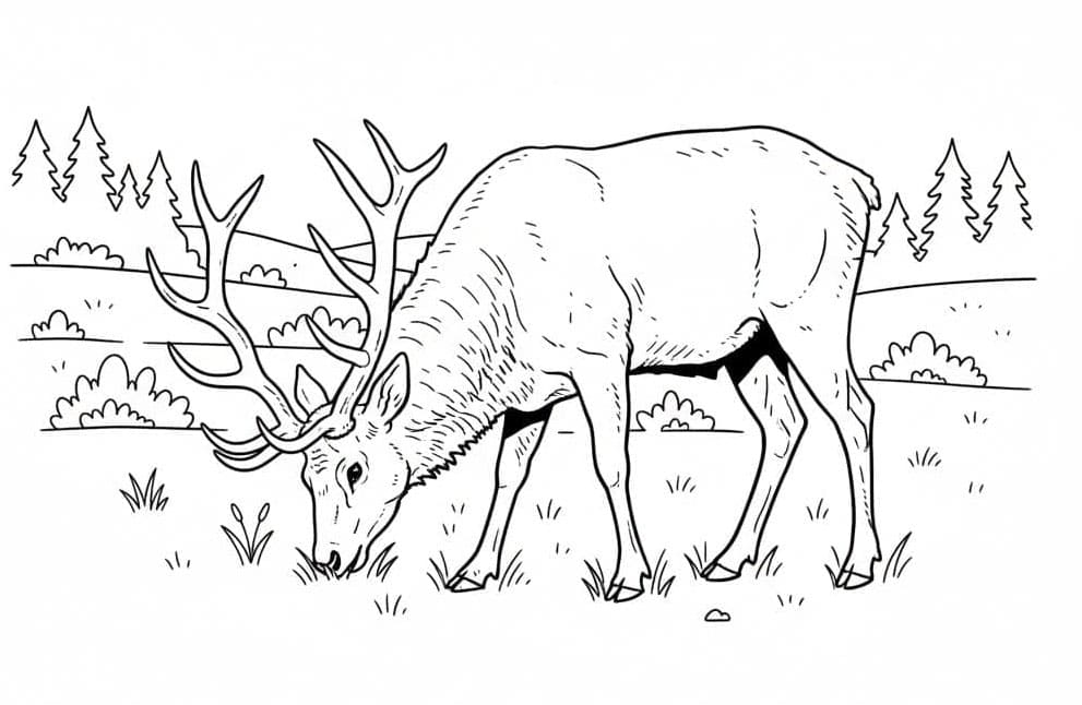 Elk Grazing