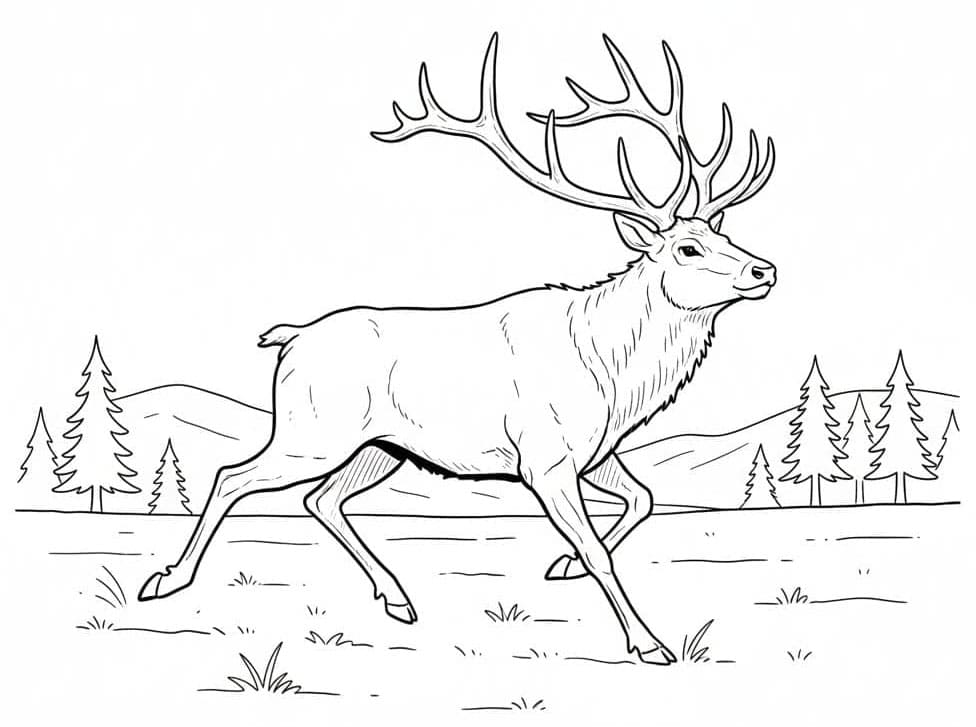 Elk Running