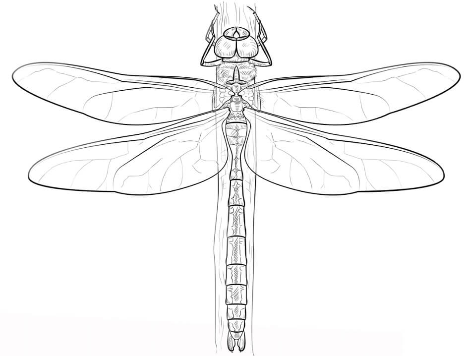 Emperor Dragonfly Coloring Game Emperor Dragonfly