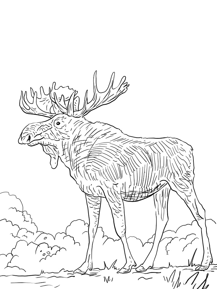 Eurasia Elk
