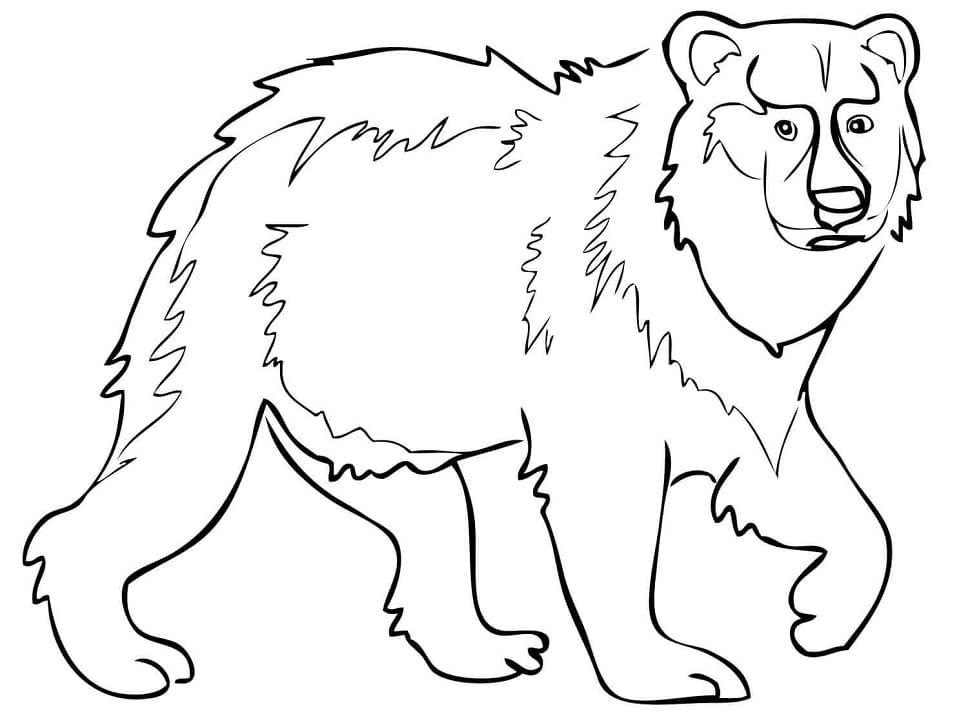 Eurasian Brown Bear Coloring Game Eurasian Brown Bear