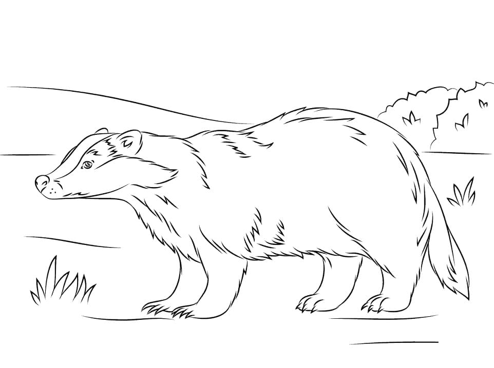 European Badger Coloring Game European Badger