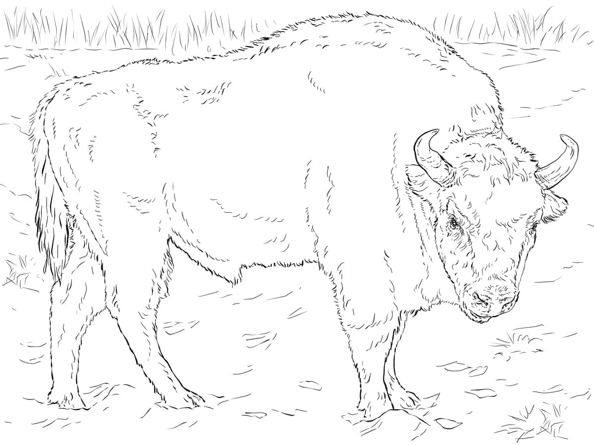 European Bison 1 Coloring Game European Bison 1