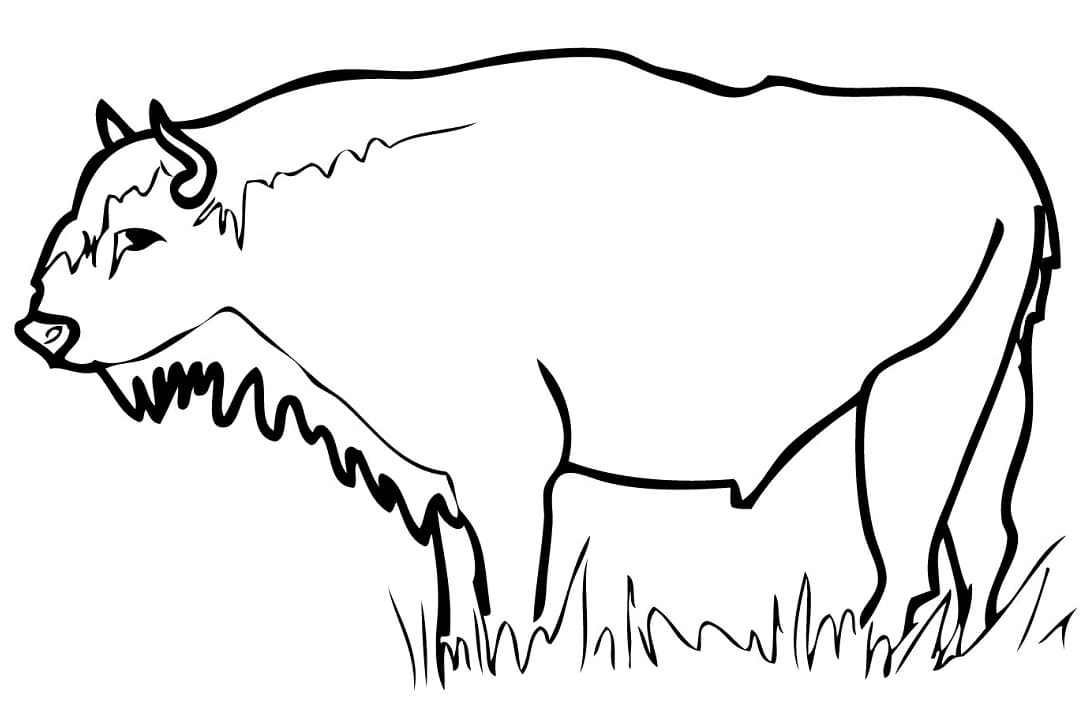 European Bison Wisent Coloring Game European Bison Wisent