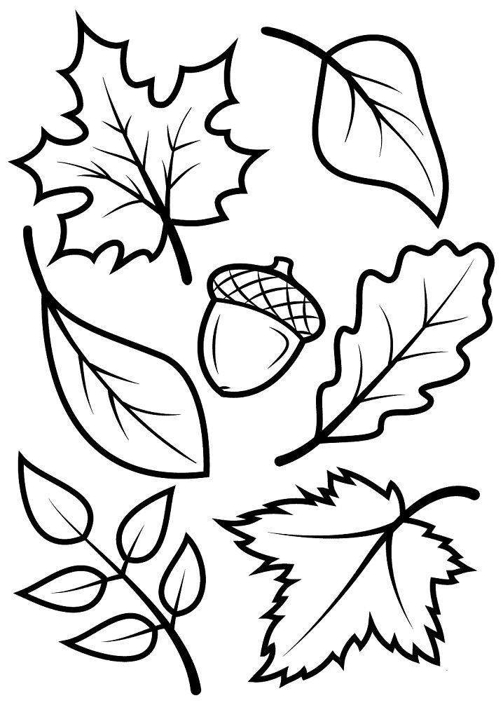 Fall Leaves and Acorn