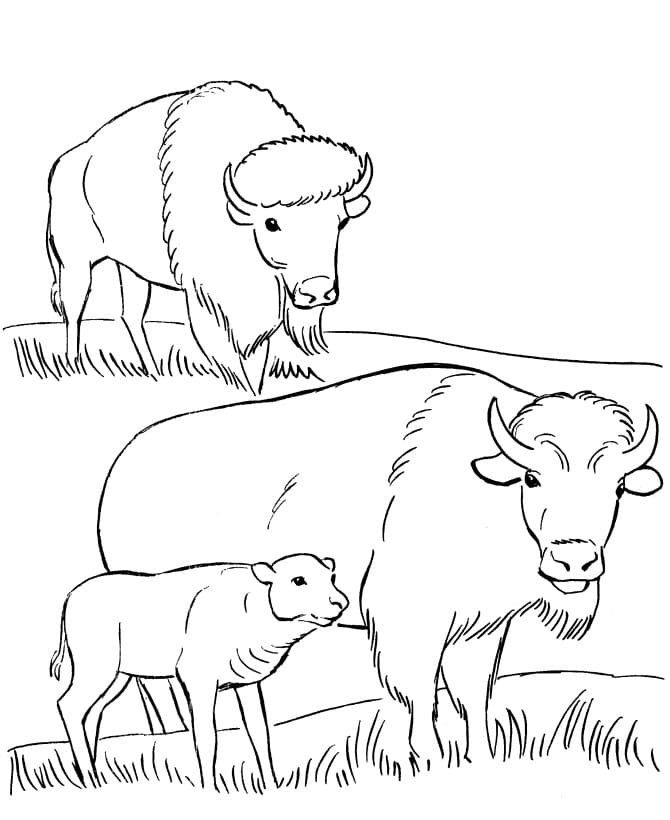 Family Bison Coloring Game Family Bison
