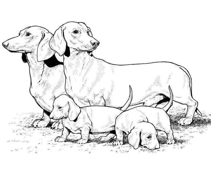 Family Dachshund Coloring Game Family Dachshund