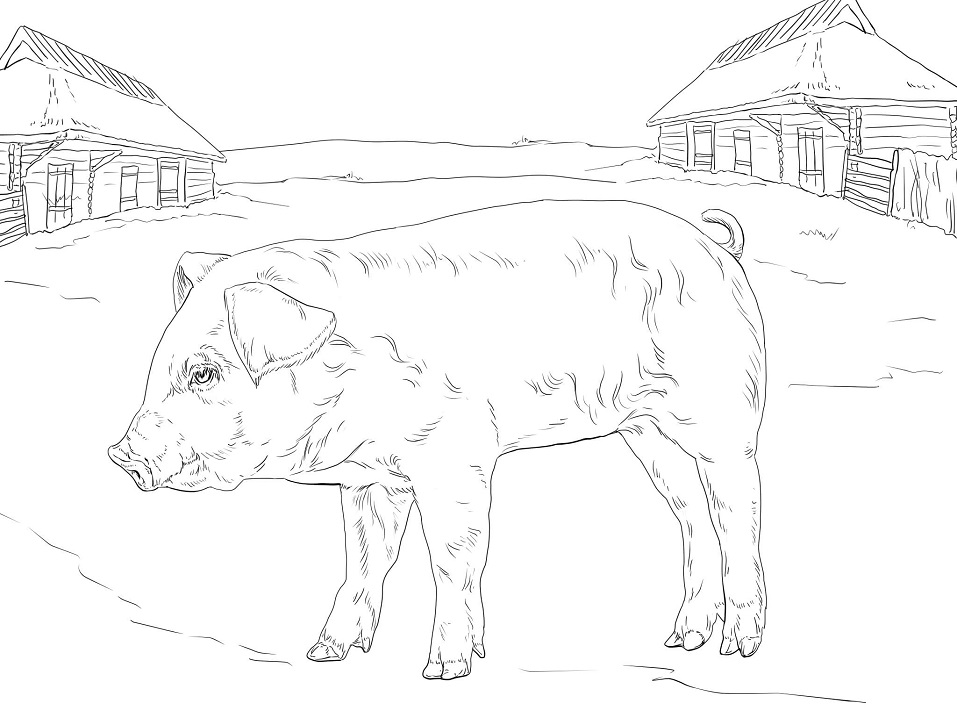 Farm Piglet Coloring Game Farm Piglet