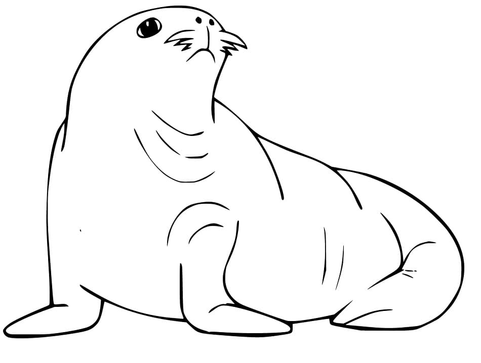 Sea Lion Outline Coloring - Play Free Coloring Game Online