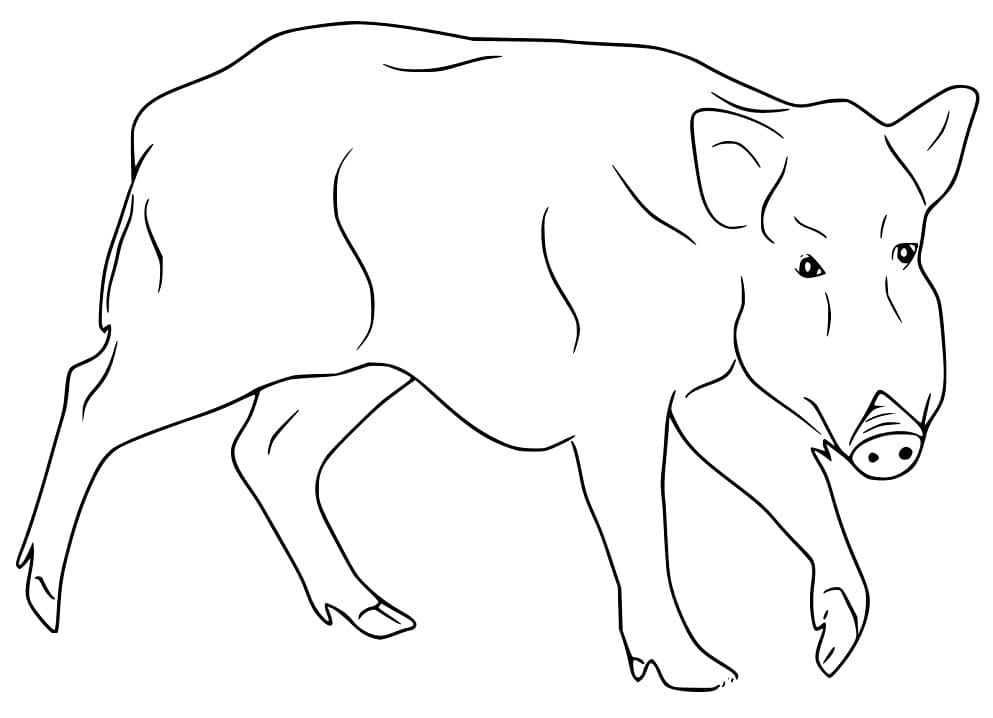 Female Boar