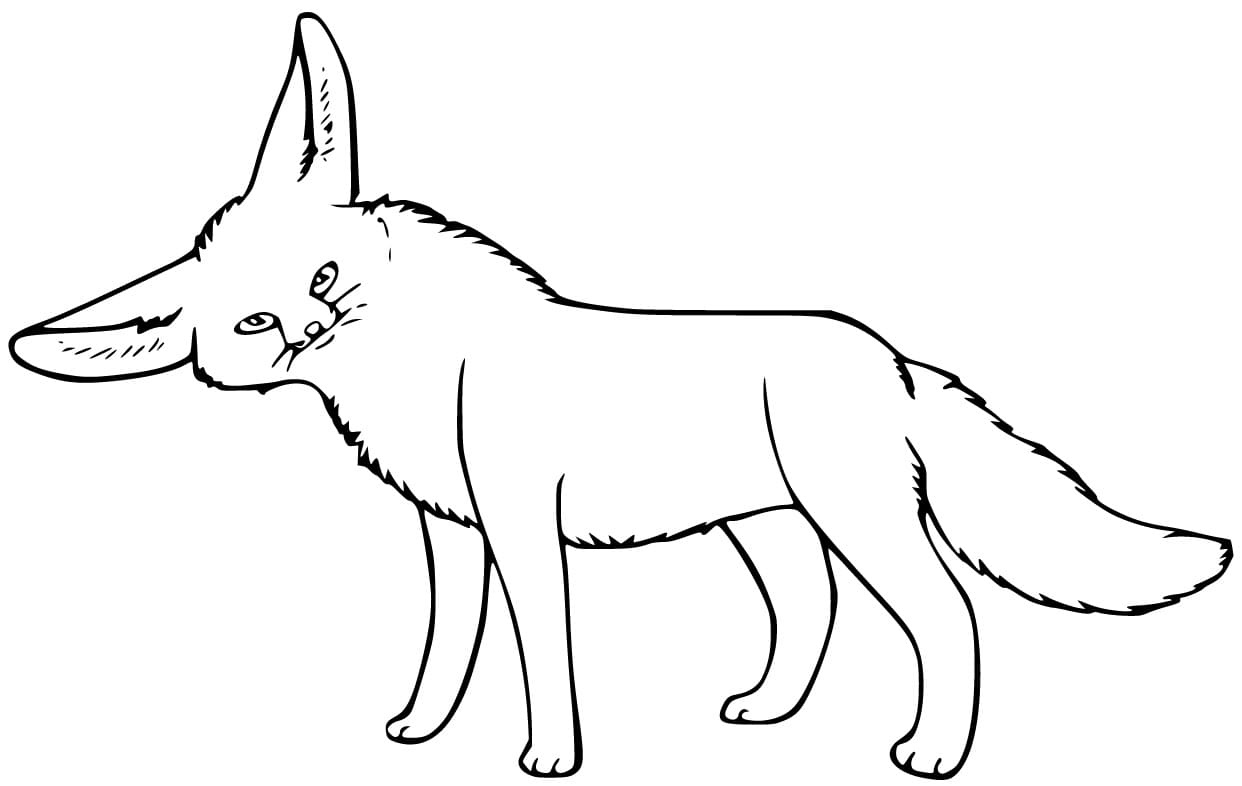 Fennec Fox 1