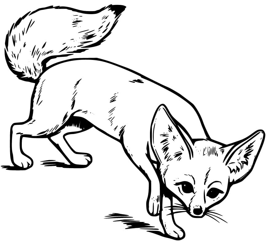 Fennec Fox 5