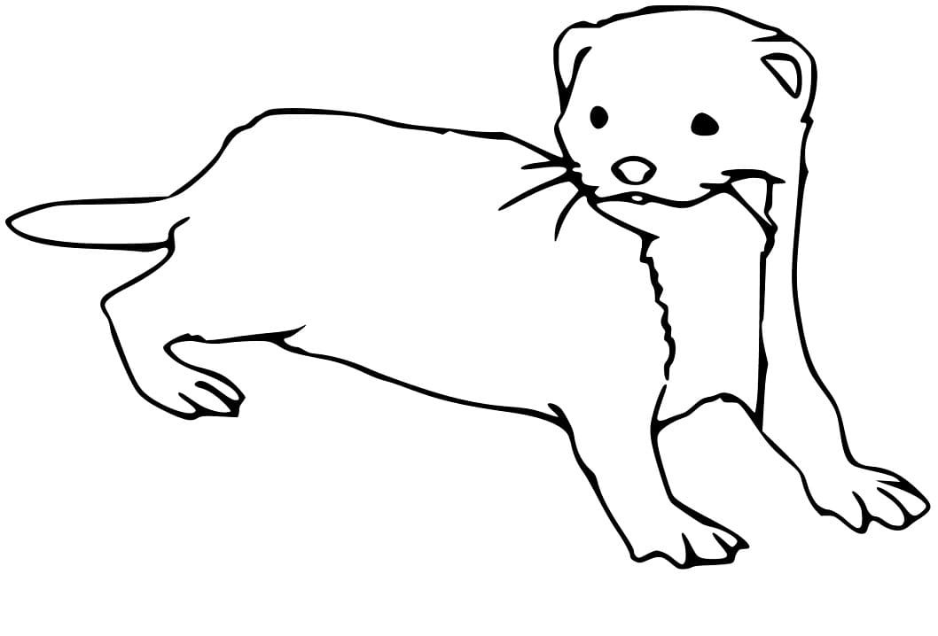 Ferret 12 Coloring Game Ferret 12