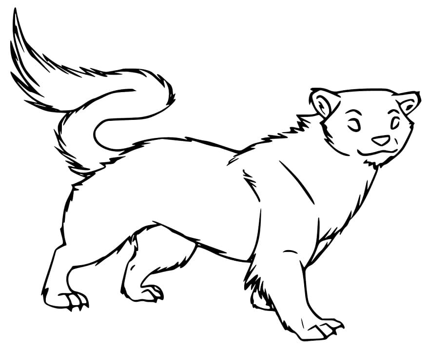 Ferret 14