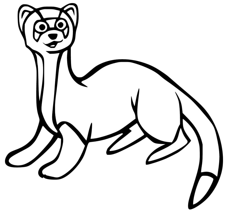 Ferret 6