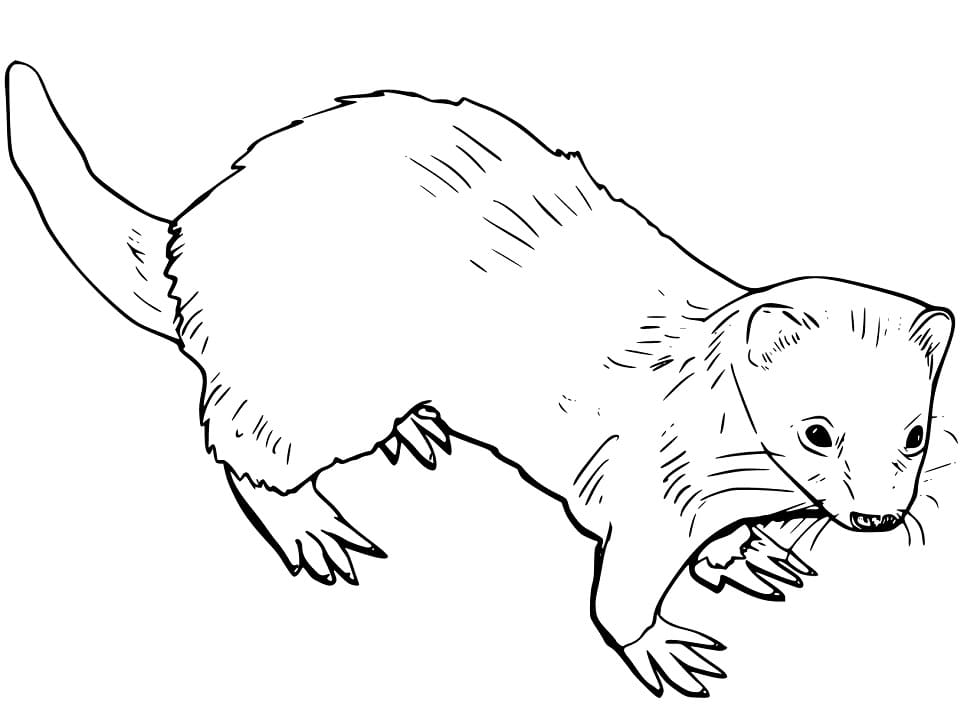 Ferret 9