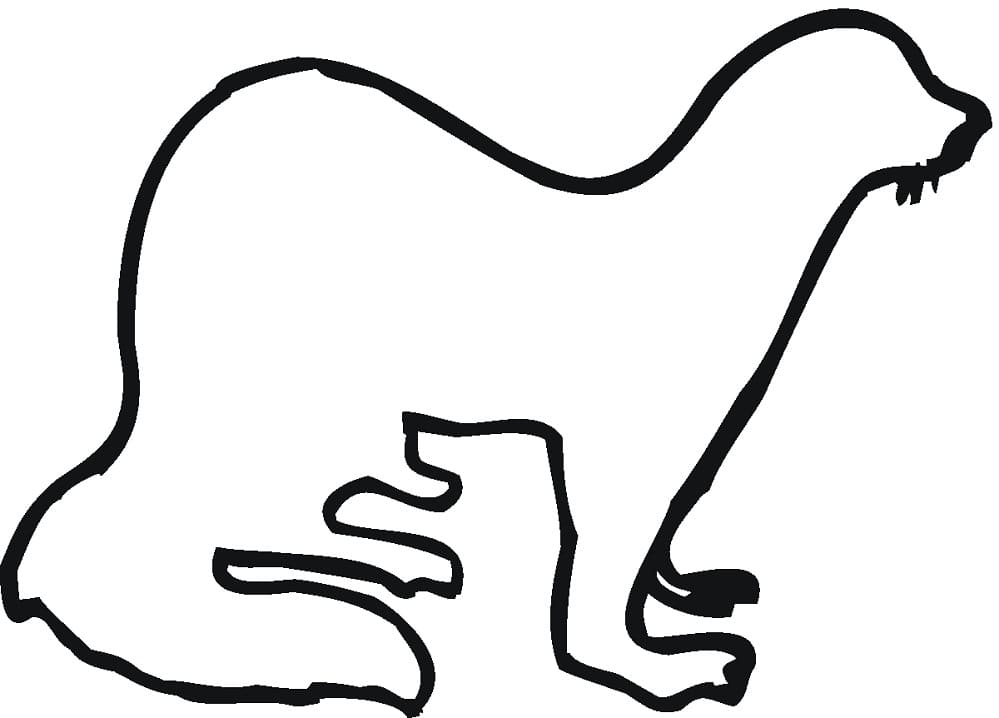 Ferret Outline