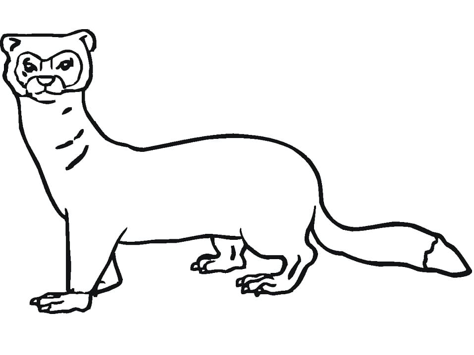 Ferret Printable Coloring Game Ferret Printable