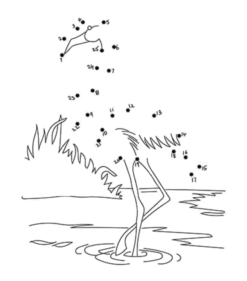 Flamingo dot to dots