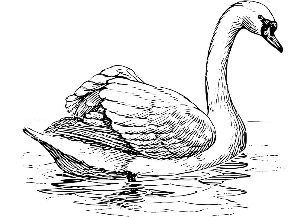 Floating Swan Coloring Game Floating Swan