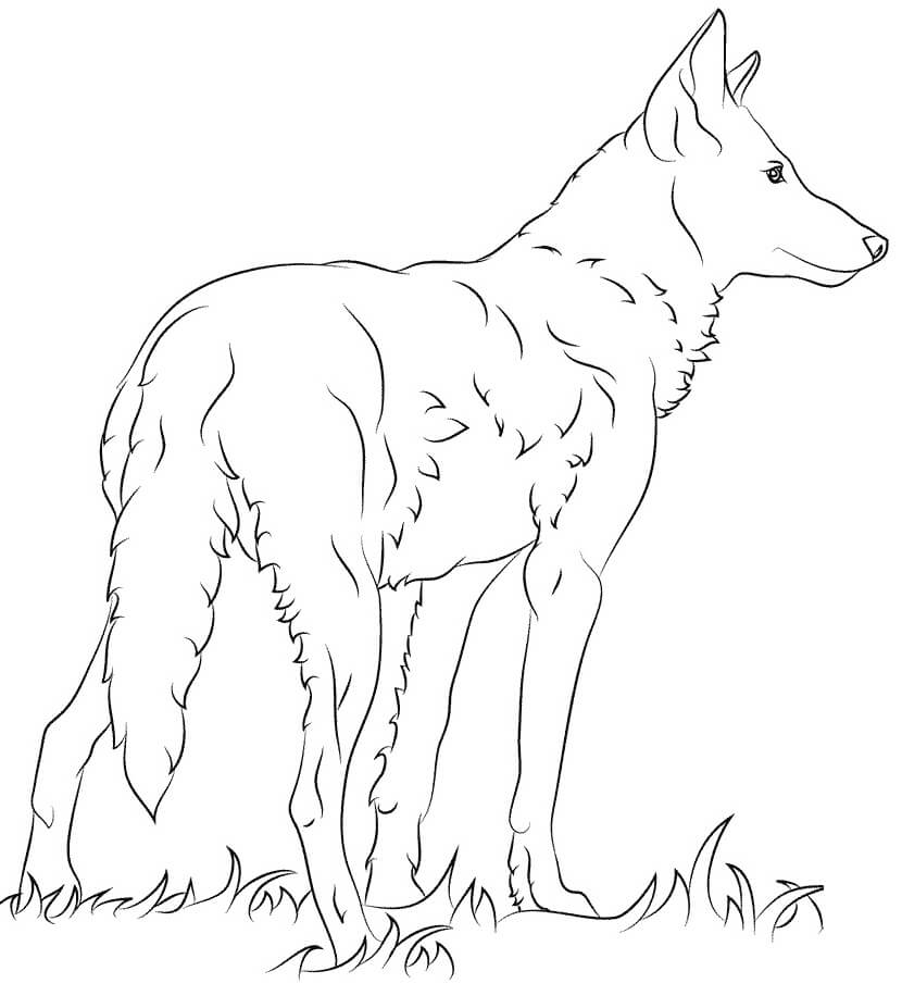 Florida Red Wolf Coloring Game Florida Red Wolf