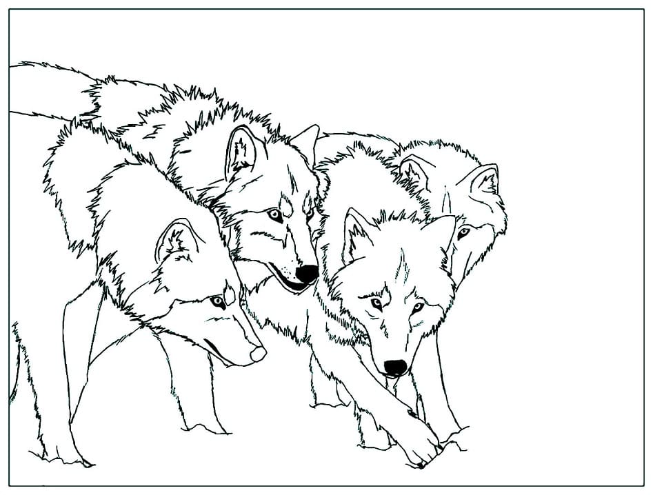 Four Wolves