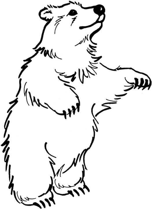 Free Brown Bear Coloring Game Free Brown Bear