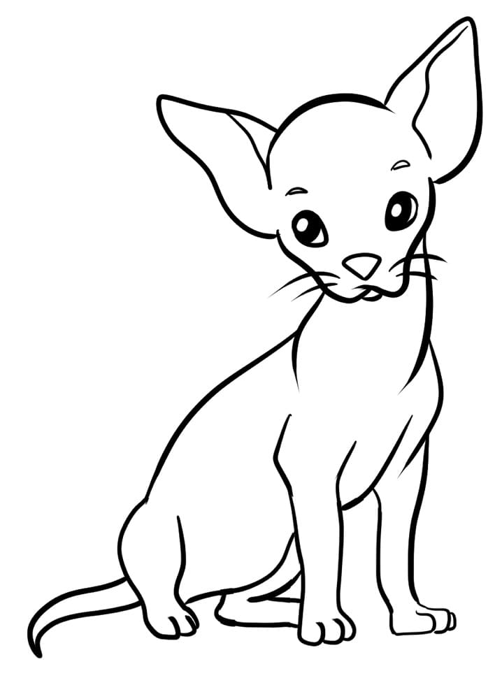 Free Chihuahua Coloring Game Free Chihuahua
