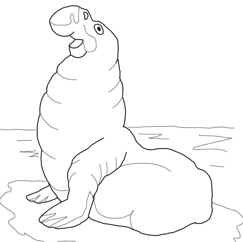 Free Elephant Seal