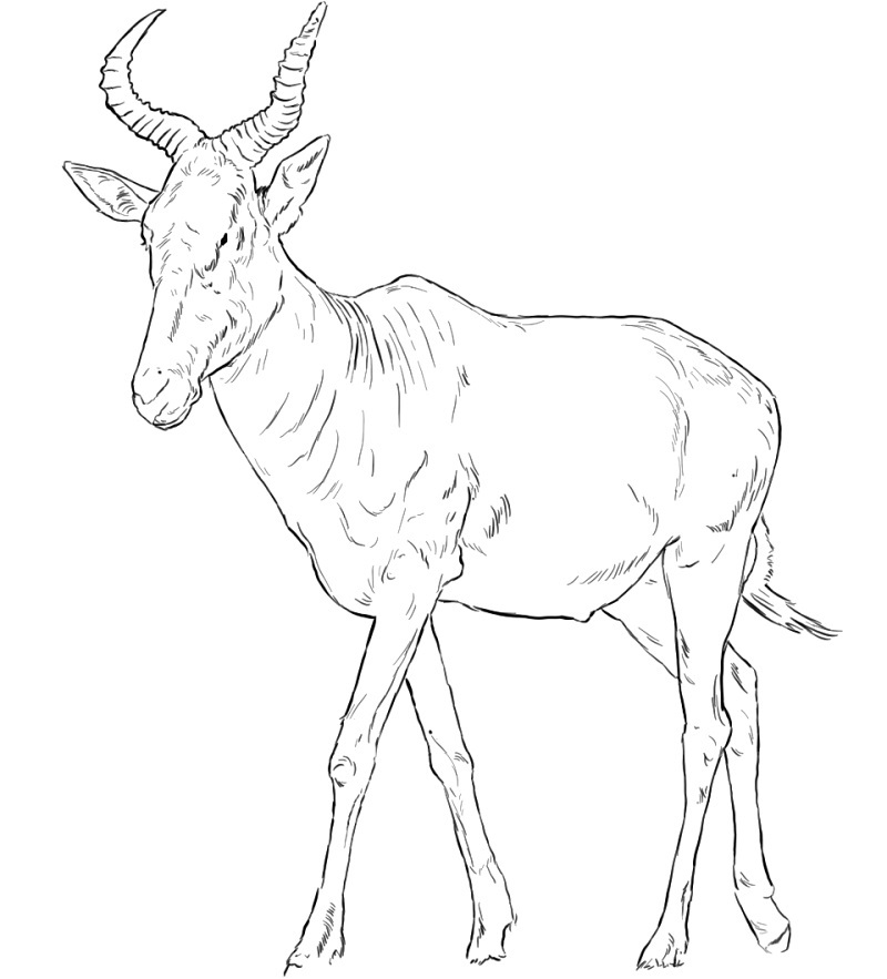 Free Hartebeest