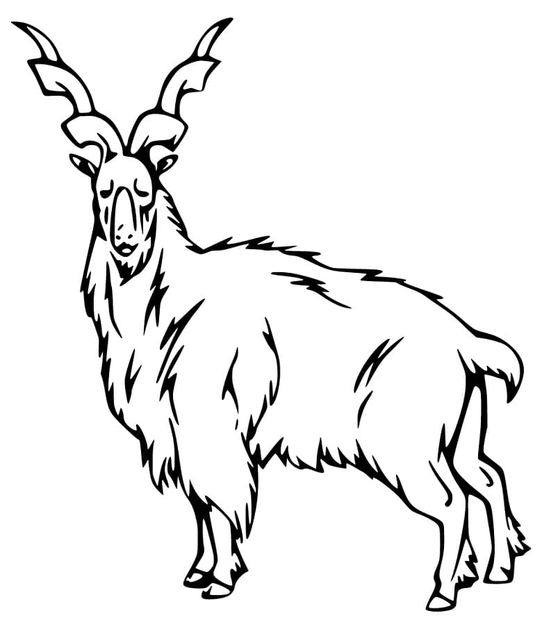 Free Markhor