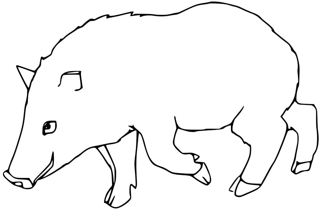 Free Peccary