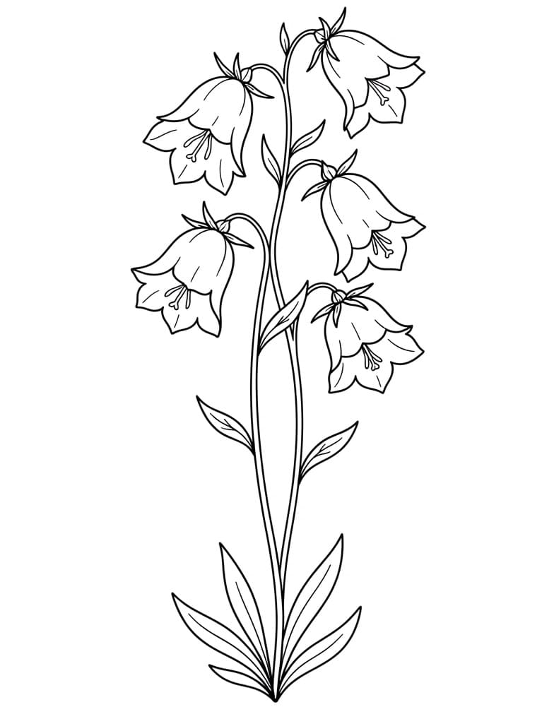 Free Printable Bellflower