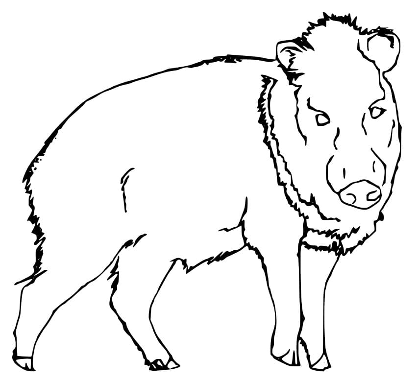 Free Printable Peccary