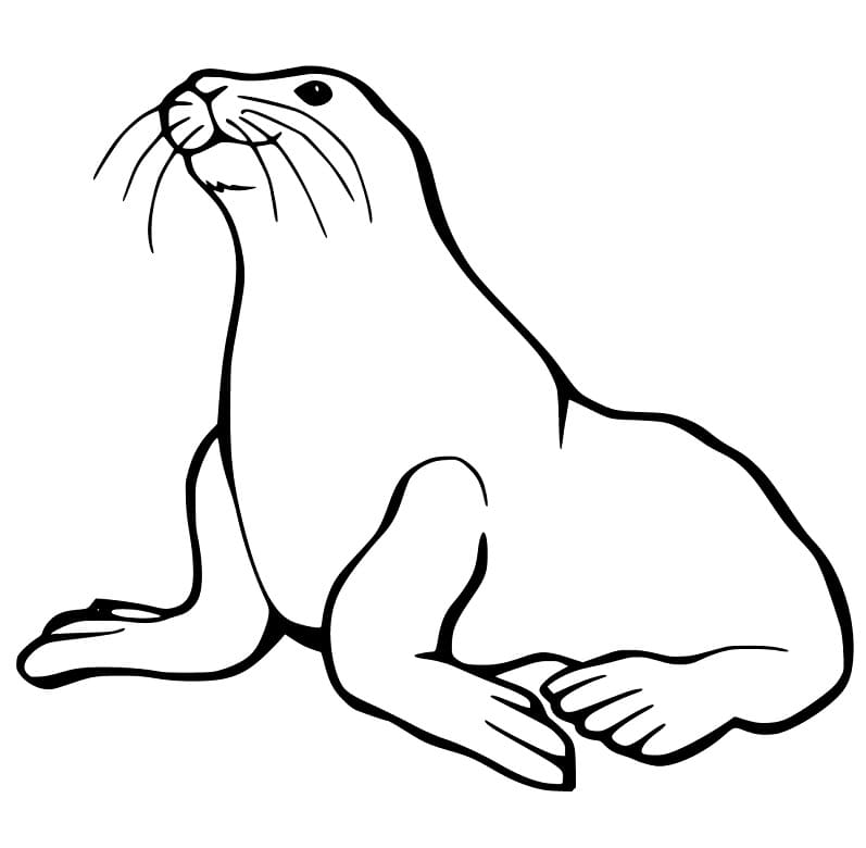 Free Printable Sea Lion Coloring Game Free Printable Sea Lion
