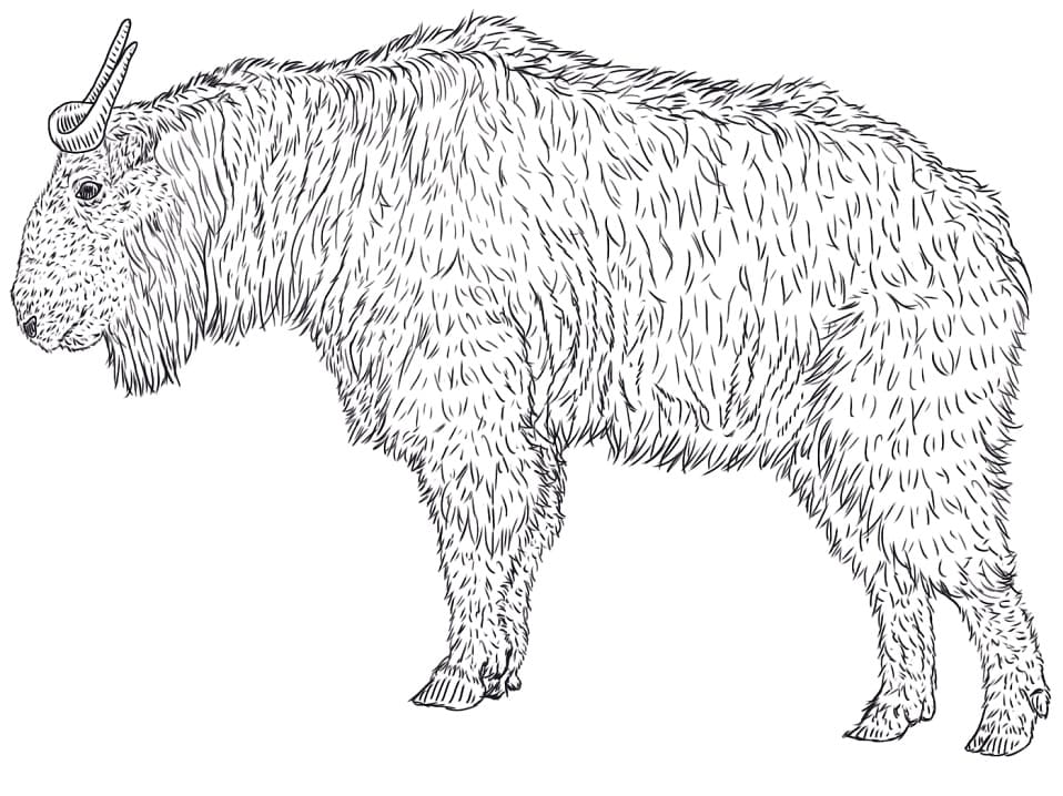 Free Printable Takin