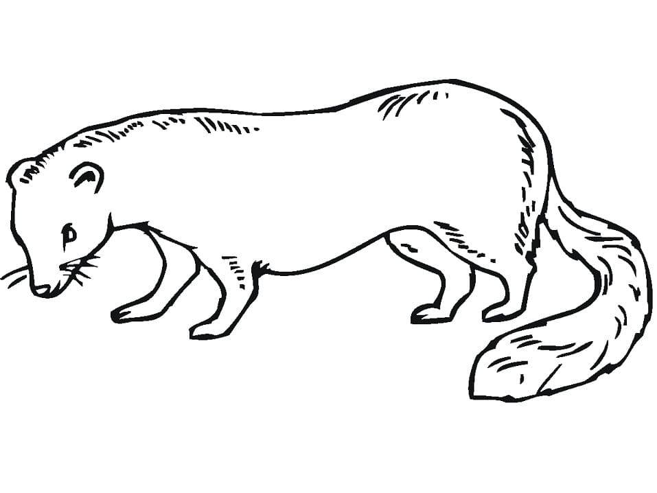 Free Printable Weasel Coloring Game Free Printable Weasel