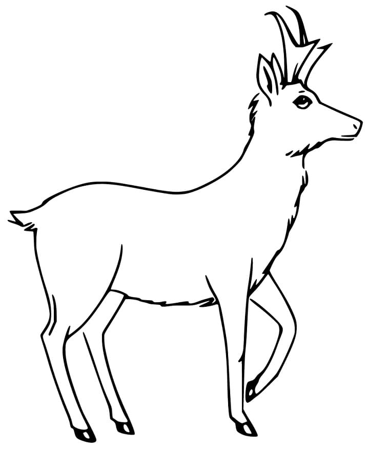 Free Pronghorn