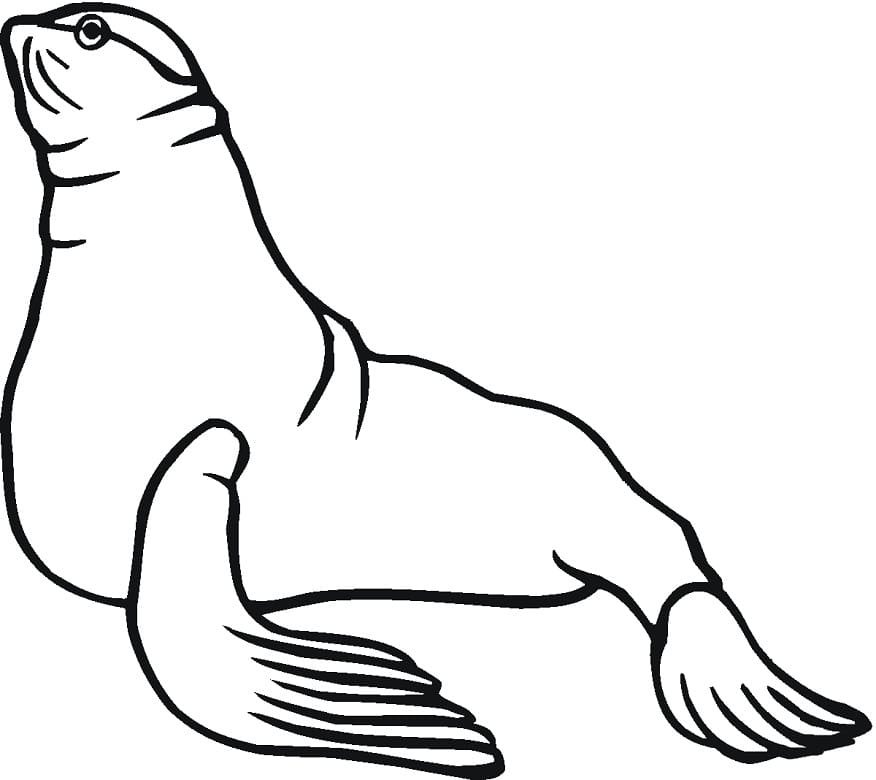 Free Sea Lion Coloring Game Free Sea Lion