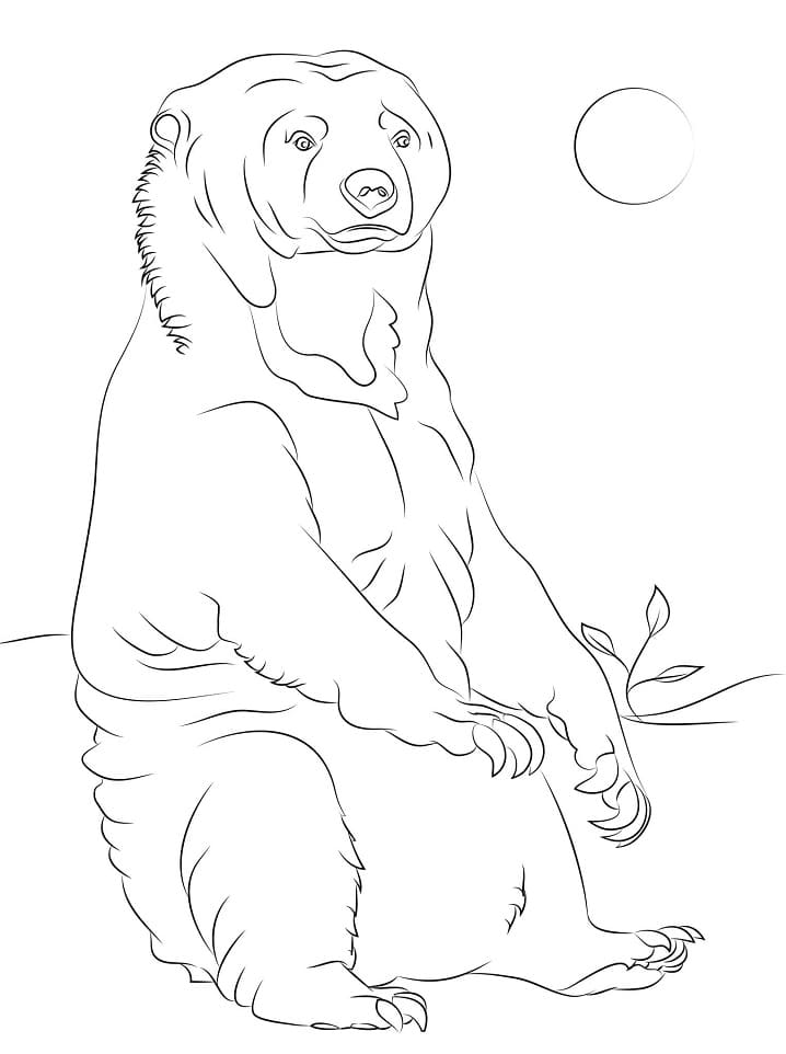 Free Sun Bear Coloring Game Free Sun Bear