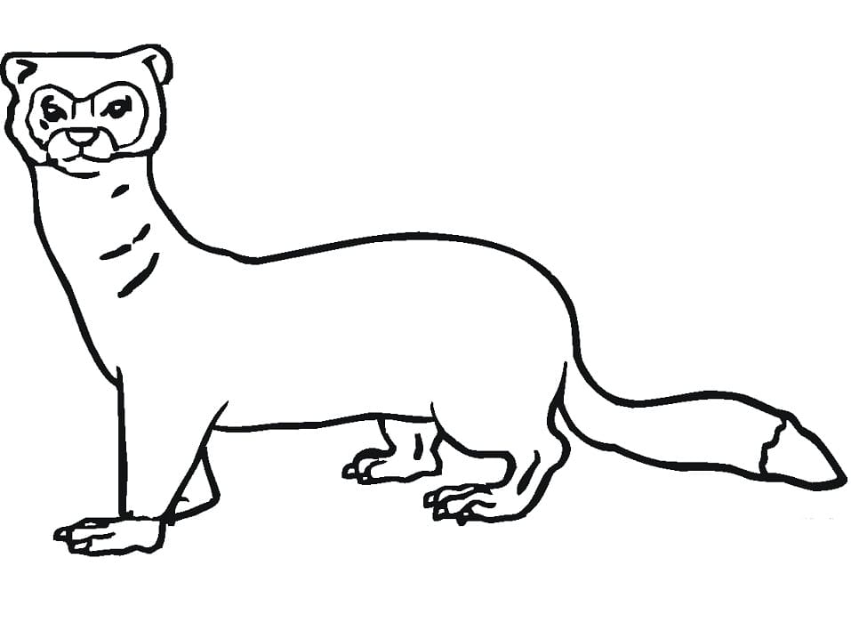 Free Weasel Coloring Game Free Weasel
