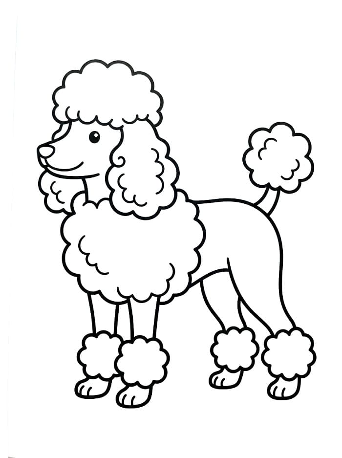 Friendly Poodle