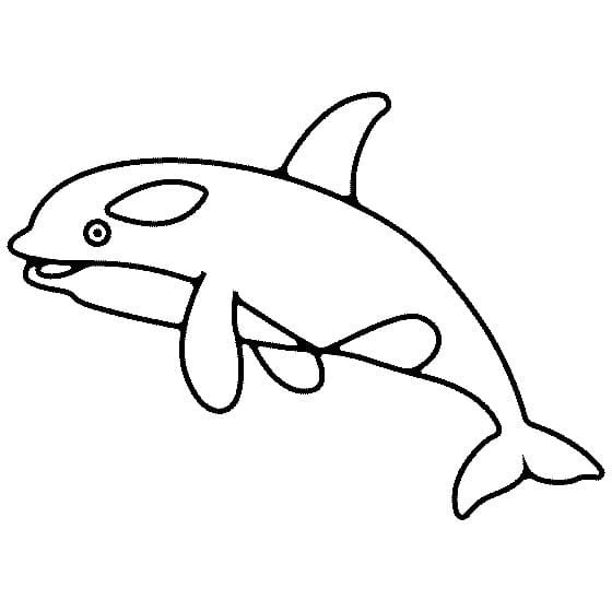 Fun Killer Whale