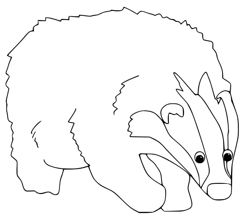 Funny Badger Coloring Game Funny Badger