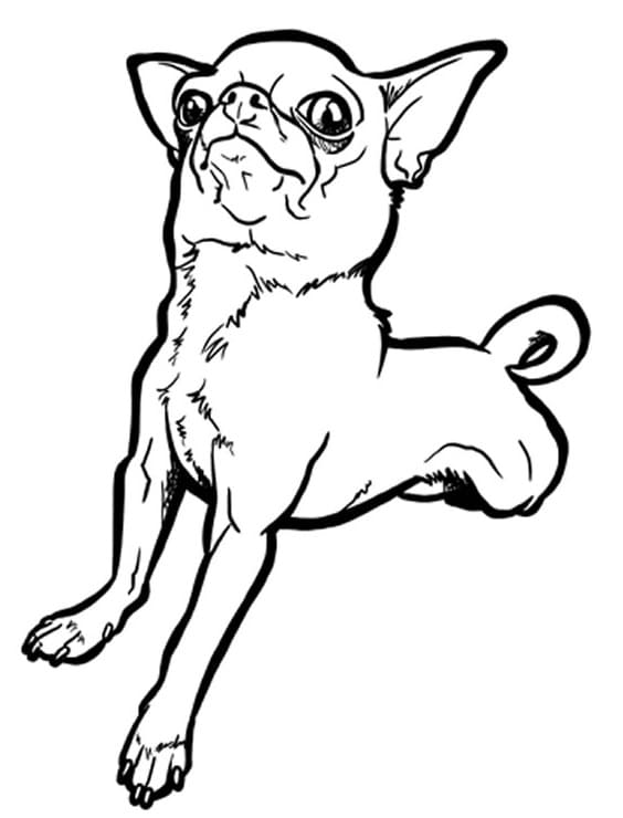 Funny Chihuahua Coloring Game Funny Chihuahua