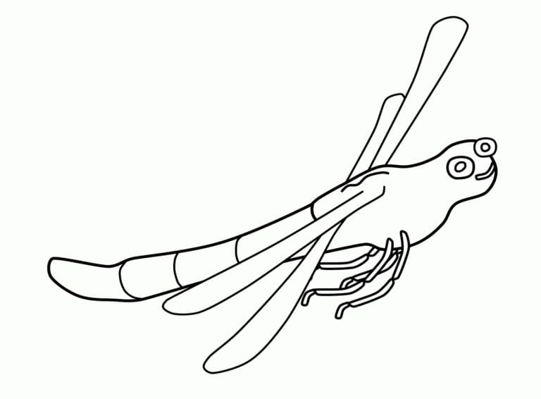 Funny Dragonfly Coloring Game Funny Dragonfly