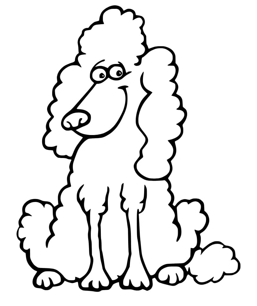 Funny Poodle