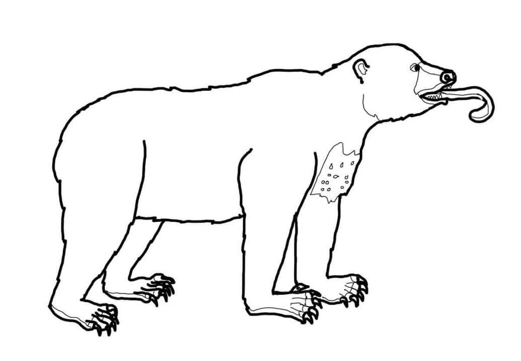 Funny Sun Bear Coloring Game Funny Sun Bear